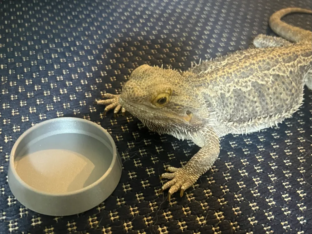 Medium Reptile Food Bowl, another view - Feeding Dishes & Insect Keepers, bearded dragon