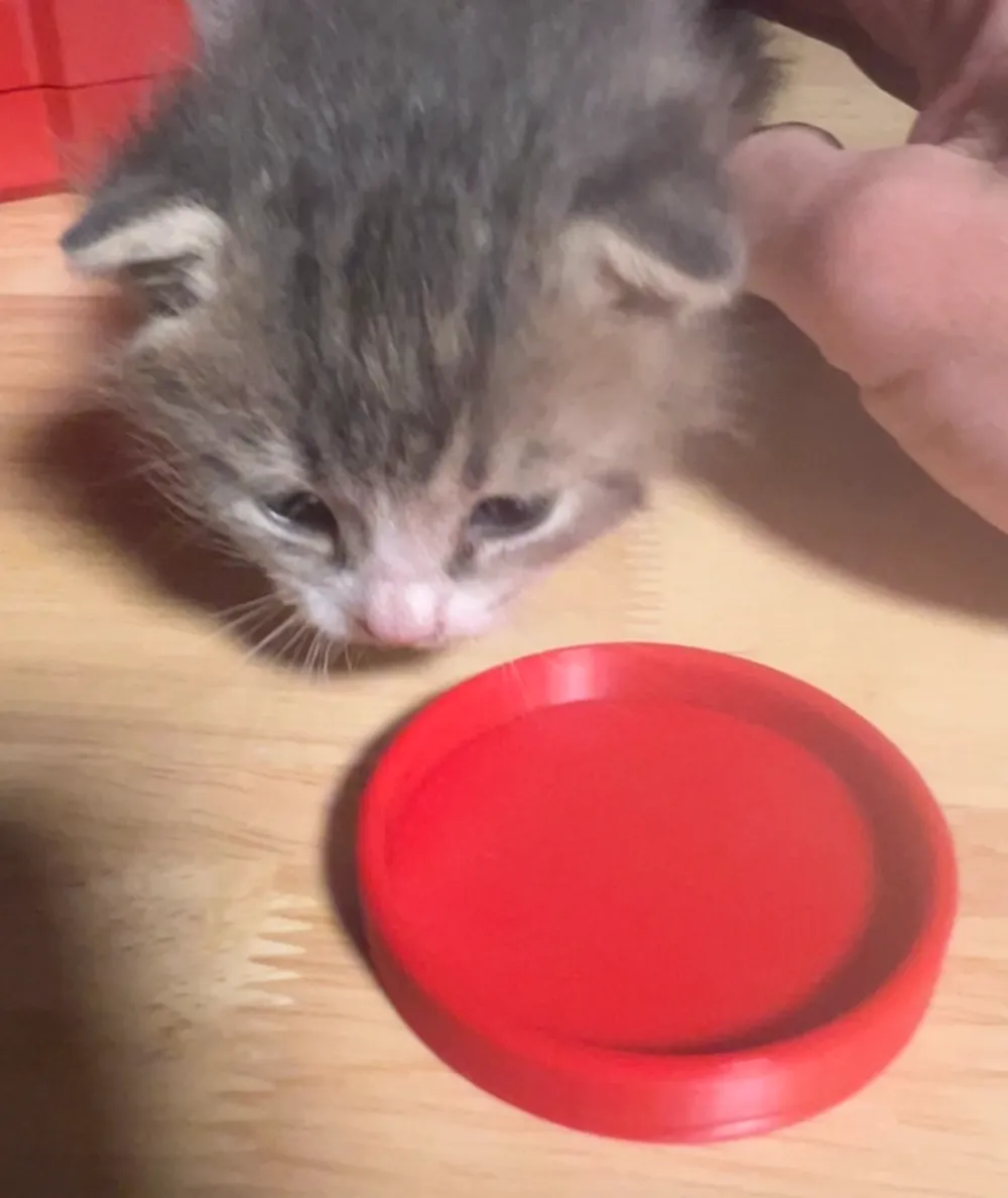 Mini Kitten Bowl / Saucer