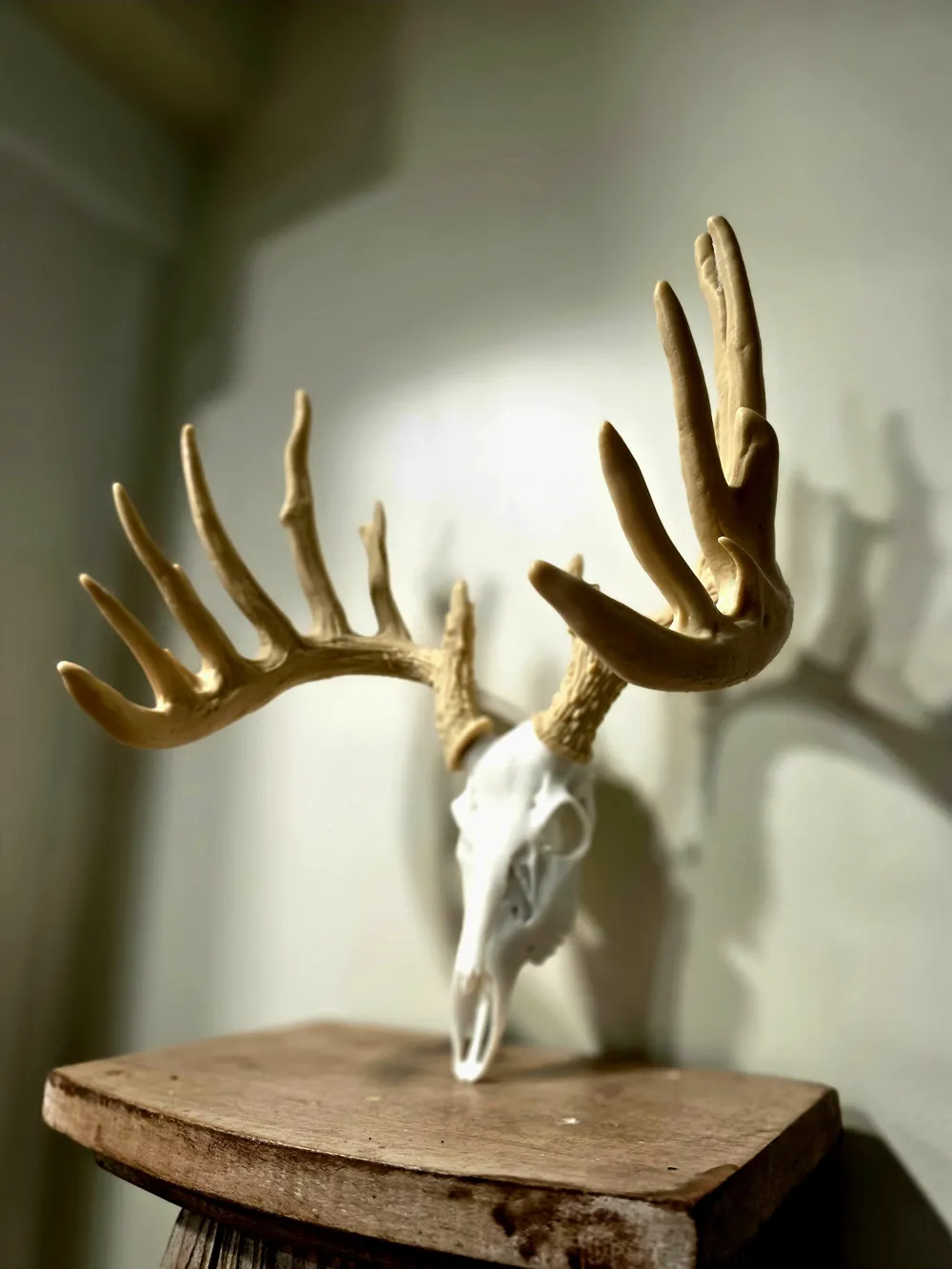 Mini Whitetail Deer Skull Replica - "Sweeeeeet", photo 2 of 4 - Mini Whitetail Deer Skull Replica - "Sweeeeeet" Household