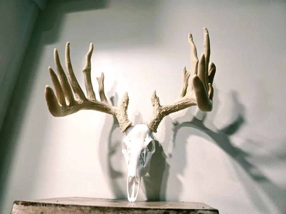 Mini Whitetail Deer Skull Replica - "Sweeeeeet", photo 3 of 4 - Mini Whitetail Deer Skull Replica - "Sweeeeeet" Household