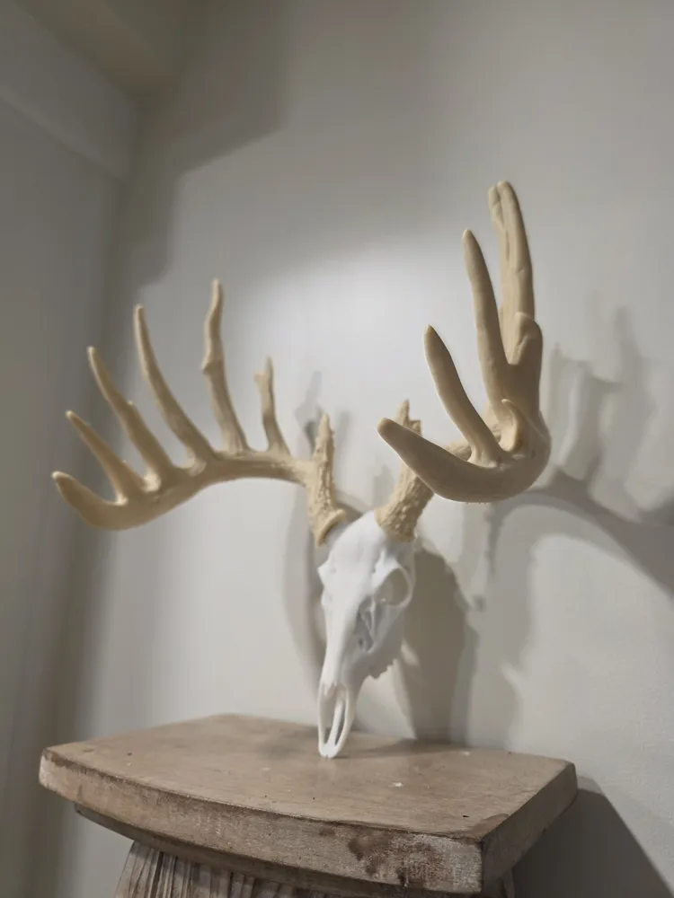 Mini Whitetail Deer Skull Replica - "Sweeeeeet", photo 4 of 4 - Mini Whitetail Deer Skull Replica - "Sweeeeeet" Household