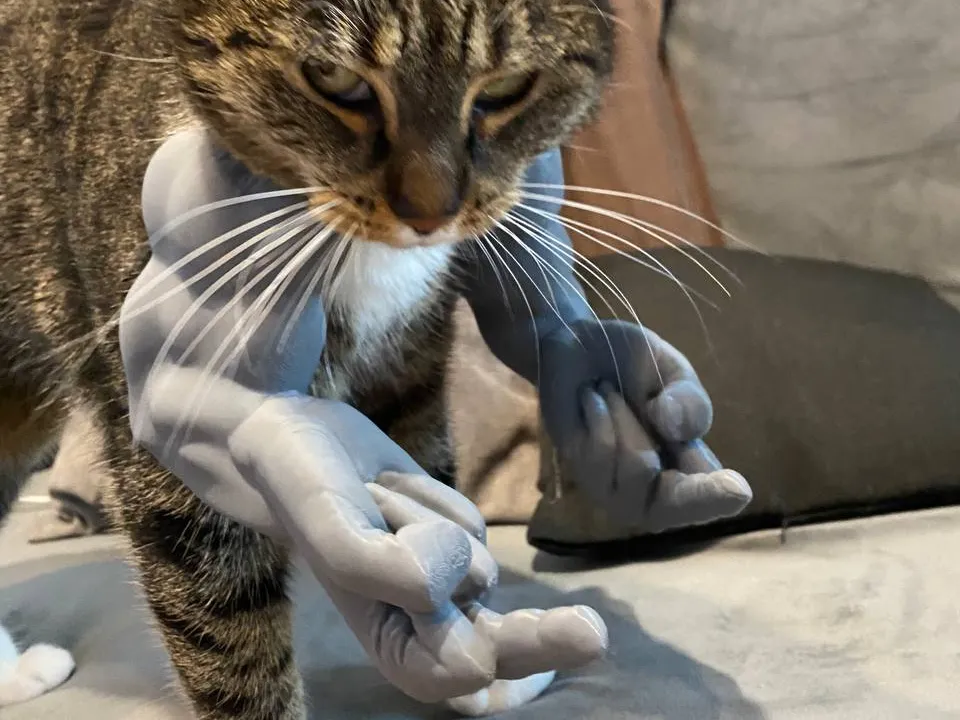Muscular Cat Accessory, Scratcher & Headband
