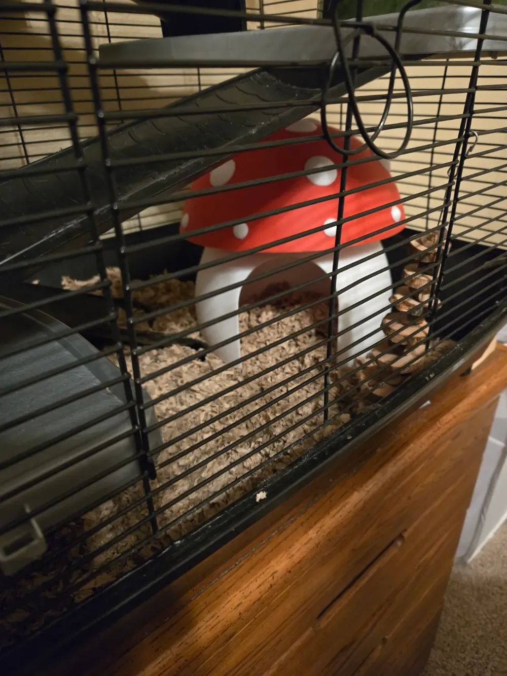 Mushroom House for small pets Needed), photo 3 of 4 - Mushroom House for small pets Needed) Pets