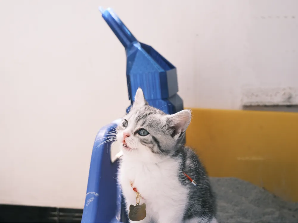 One-step automatic cat litter scoopOne-step automatic cat litter scoop