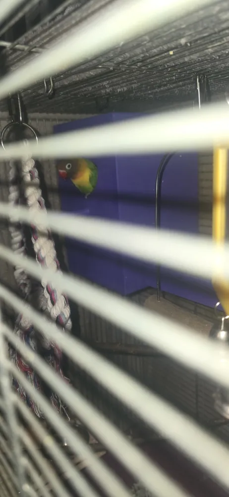 budka pro papoušky (parrot house), photo 3 of 4 - budka pro papoušky (parrot house) Pets
