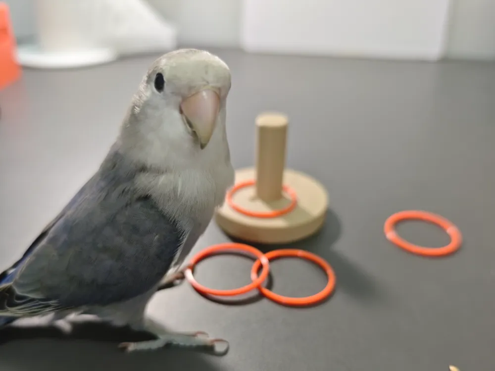 Parrot Ring Toss Puzzle Toy