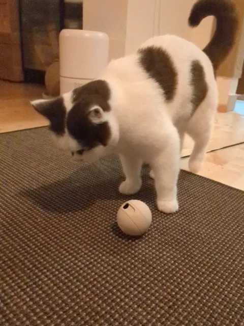 Pet Food Ball, photo 3 of 4 - Pet Bowls & Feeders, agility