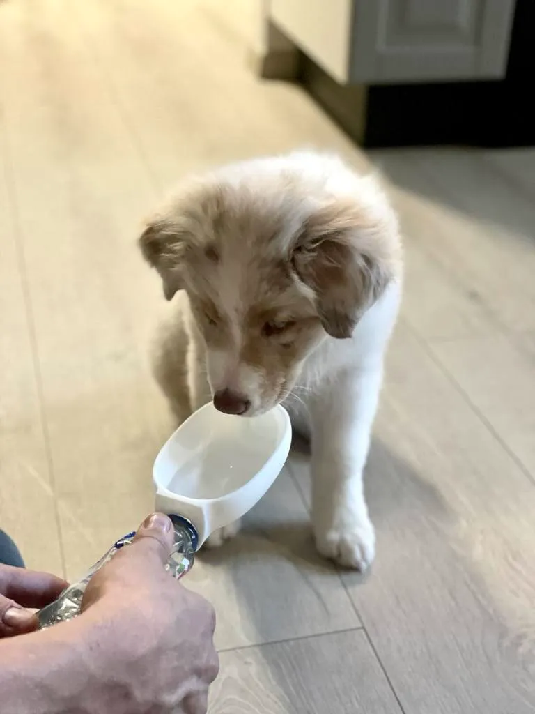 Pet Sipper - No spill water bowl, photo 4 of 4 - Pet Bowls & Feeders, cat
