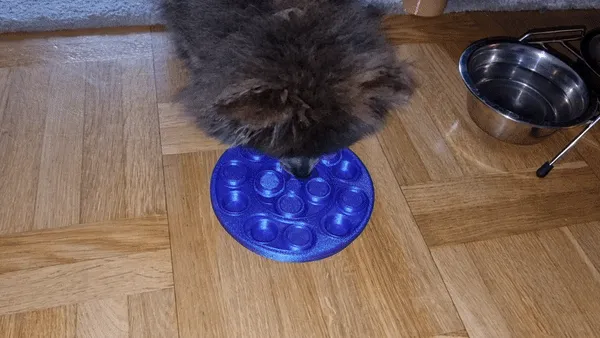 Pet treat puzzle (dog or cat), photo 2 of 4 - Pet treat puzzle (dog or cat) Pets