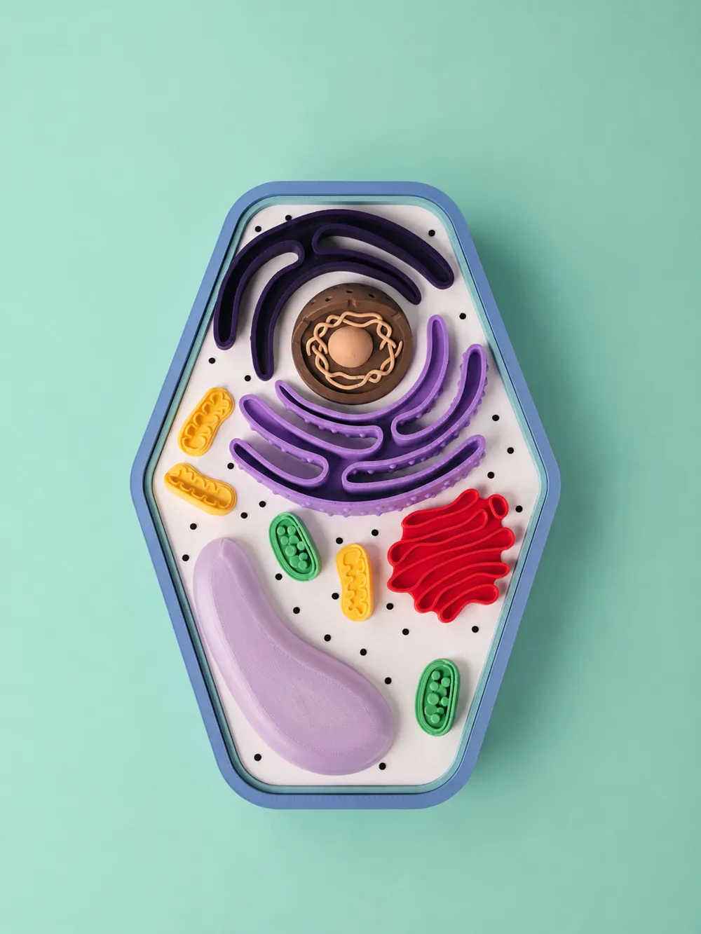 Plant Cell Educational Model, photo 2 of 5 - Anatomy & Biology Models, plant cell model