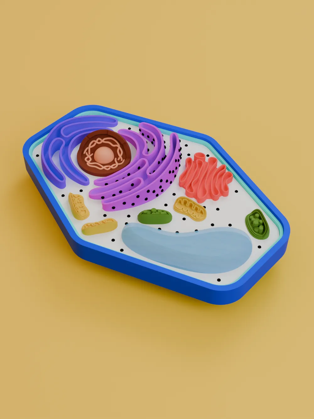 Plant Cell Educational Model, photo 4 of 5 - Anatomy & Biology Models, biology