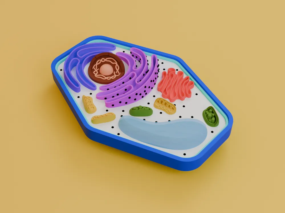 Plant Cell Educational Model, photo 5 of 5 - Anatomy & Biology Models, teaching