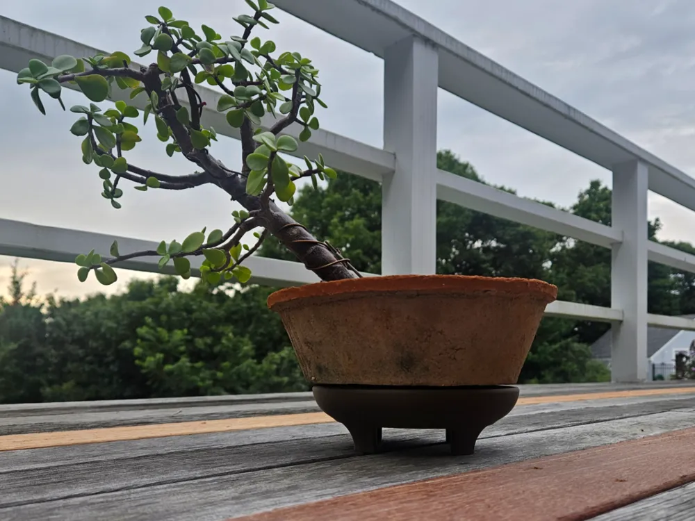 Plant Stand - Plant Stands & Holders, in stock
