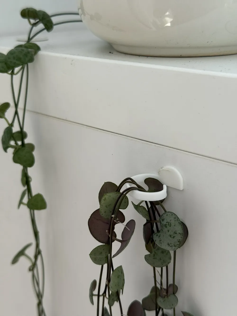 Plant Wall Hooks, for Trailing Vines & Branches, photo 2 of 4 - Plant Wall Hooks, for Trailing Vines & Branches Household