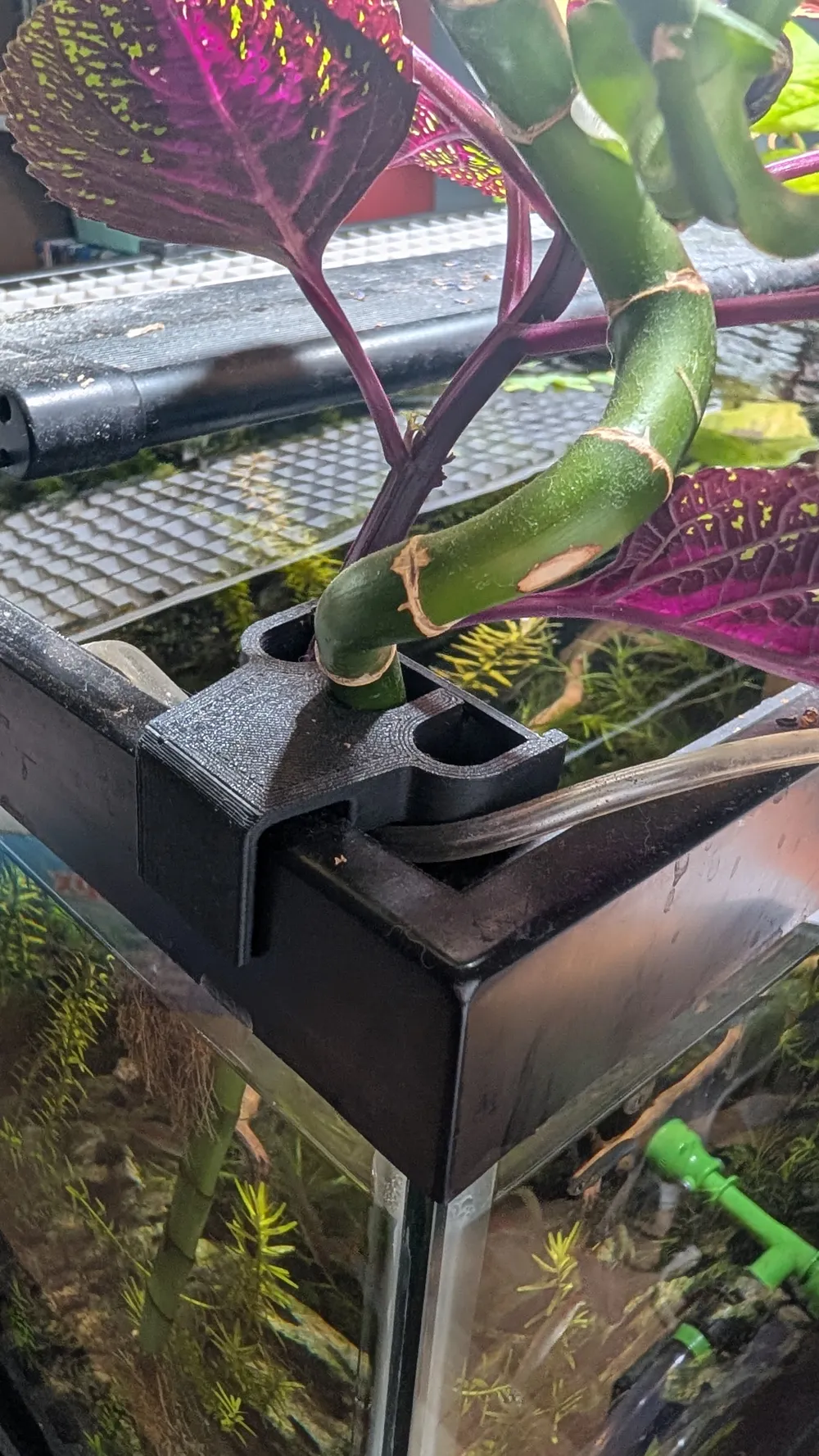 Pothos Pal V2 - Aquarium/Riparium Pothos Holder, photo 3 of 4 - Pothos Pal V2 - Aquarium/Riparium Pothos Holder Pets