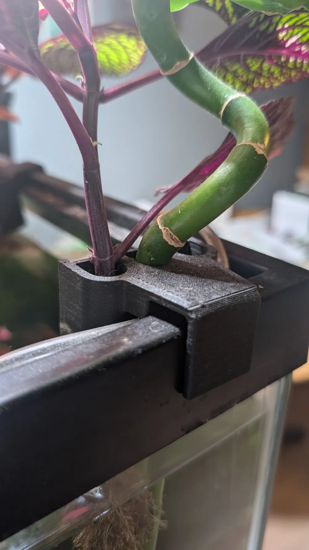 Pothos Pal V2 - Aquarium/Riparium Pothos Holder, photo 4 of 4 - Pothos Pal V2 - Aquarium/Riparium Pothos Holder Pets