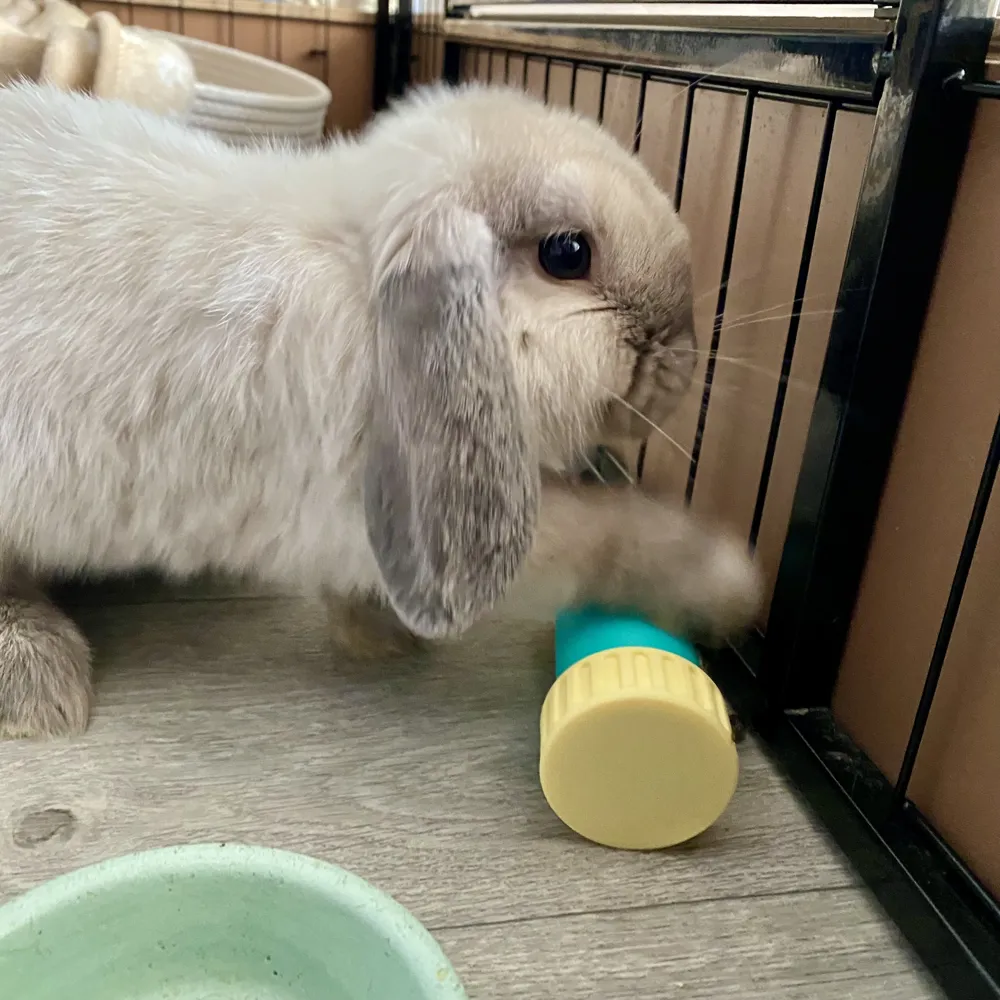 Rabbit / Hamster / Guinea Pig Feeder Toy Roller, photo 3 of 4 - Rabbit / Hamster / Guinea Pig Feeder Toy Roller Pets