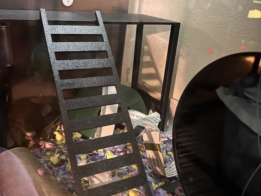 Rat, Mouse, or Hamster platform w/ ladder.