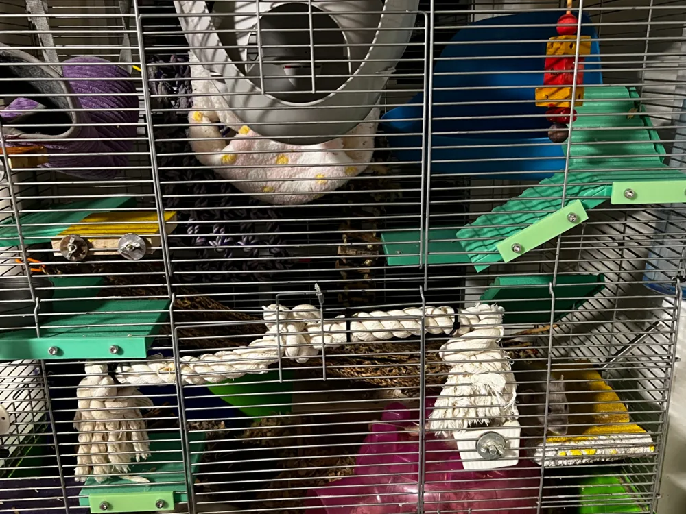 Modular Platforms for Your Rat Cage