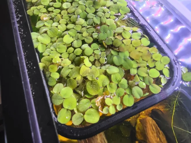 Rectangle Aquarium Floating Plant holder