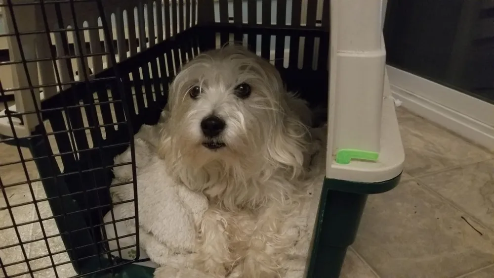 Remington Dog Crate Clip