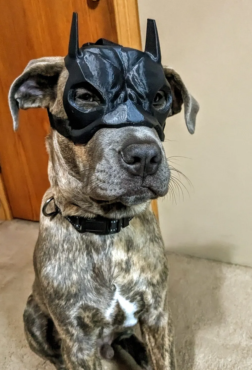 to Mask for Dog