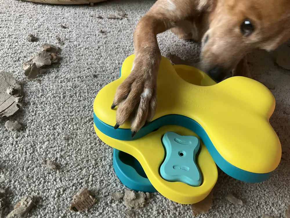 Replacement pieces for Nina Ottosson interactive treat puzzle dog toy - bone, "dog brick" lid, photo 4 of 4 - Replacement pieces for Nina Ottosson interactive treat puzzle dog toy - bone, "dog brick" lid Pets