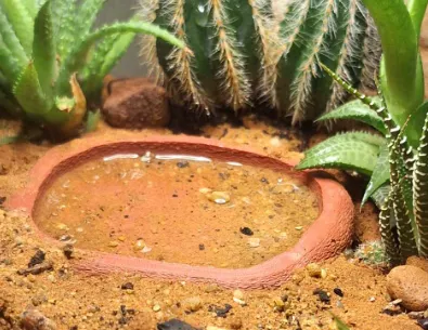 Reptile Bowl, photo 4 of 4 - Feeding Dishes & Insect Keepers, waterbowl