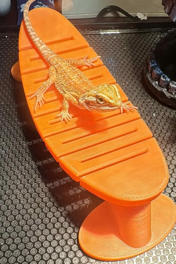 Reptile Hammock, Bearded Dragon Lounge, photo 3 of 4 - Reptile Hammock, Bearded Dragon Lounge Pets