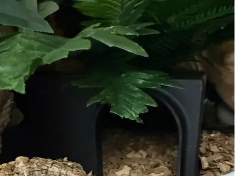 reptile hides for snakes ie pythons