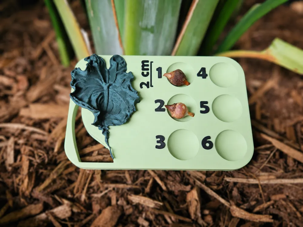 Rhizom / Corm Board