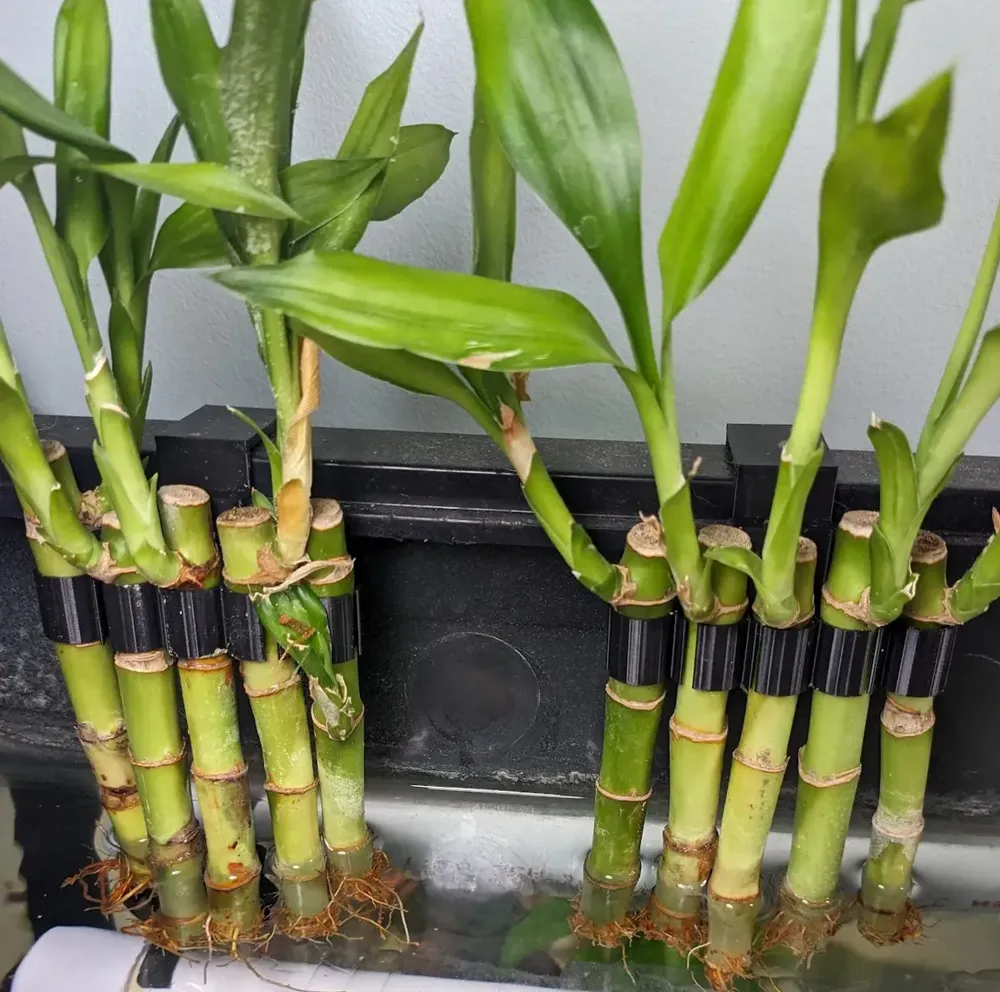 Rimmed Aquarium Plant / Bamboo Clip, photo 3 of 4 - Rimmed Aquarium Plant / Bamboo Clip Pets