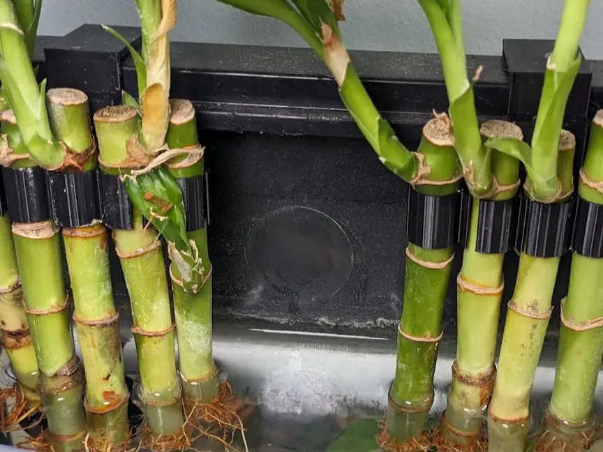 Rimmed Aquarium Plant / Bamboo Clip