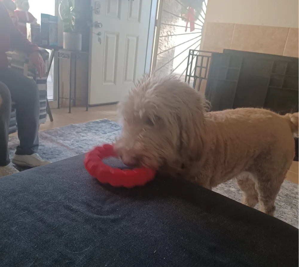 Ruff Ring TPU Dog Chew Toy Ring Large Scalable