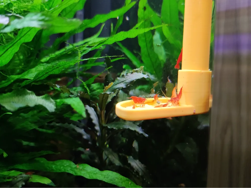 Shrimp (fish) tank feeder - corner