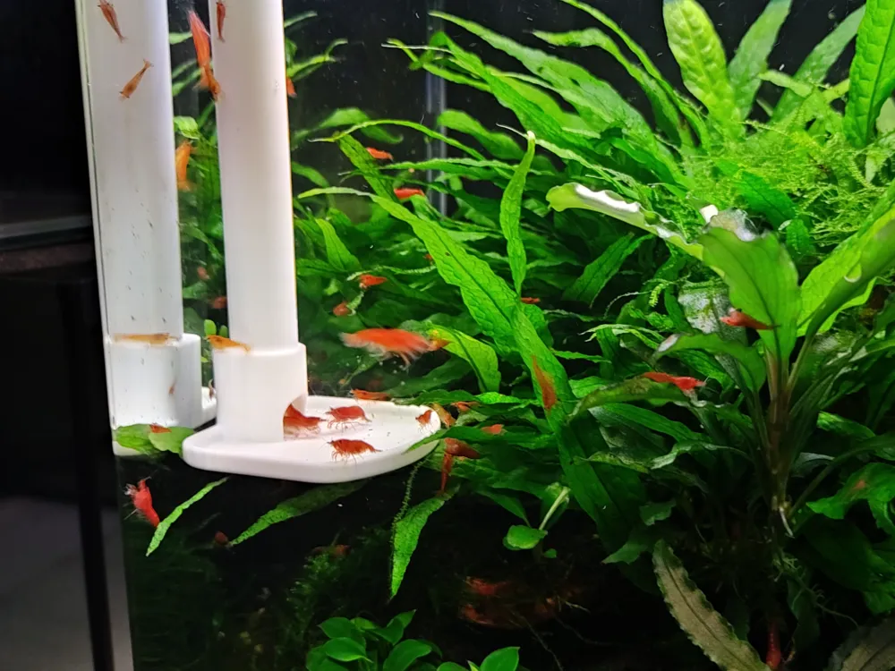 Shrimp (fish) tank feeder
