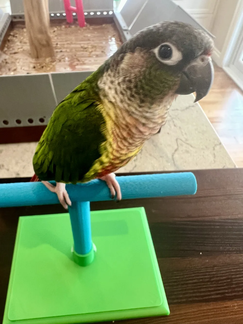 Simple Modular Bird Perch, Easy-to- T-Stand, photo 3 of 4 - Simple Modular Bird Perch, Easy-to- T-Stand Pets