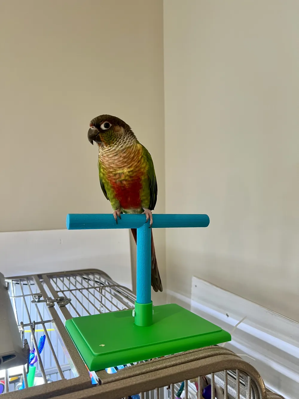 Simple Modular Bird Perch, Easy-to- T-Stand, photo 4 of 4 - Simple Modular Bird Perch, Easy-to- T-Stand Pets