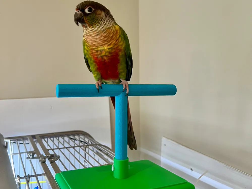 Simple Modular Bird Perch, Easy-to- T-Stand