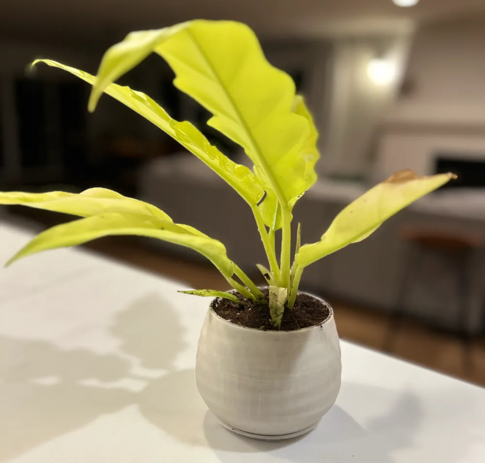 Simple Plant Pot (With drainage)