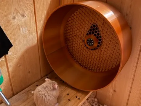 Slient hamster wheel | 200mm | 608 bearing