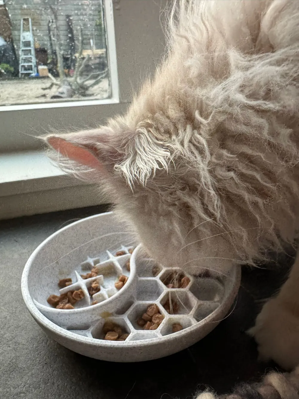 Slow Feeder Bowl Cat/Dog, photo 3 of 4 - Slow Feeder Bowl Cat/Dog Pets