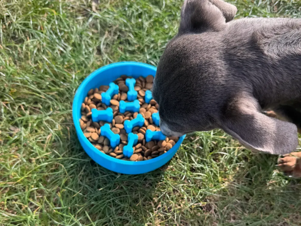 Slow Feeder Dog Bowl, photo 3 of 4 - Slow Feeder Dog Bowl Pets