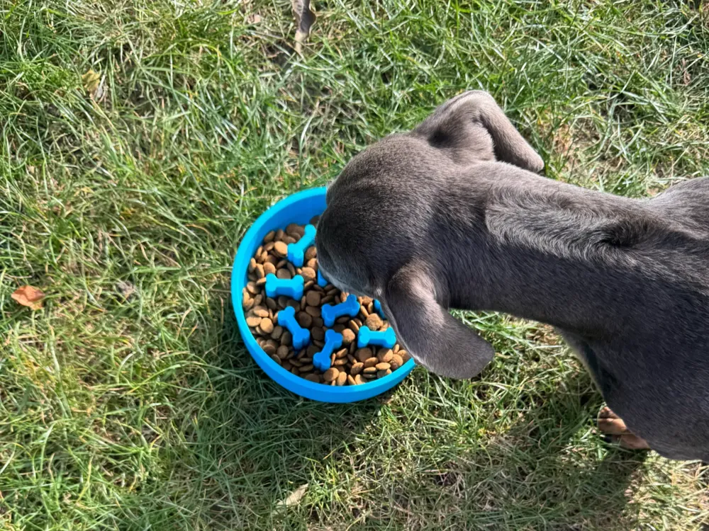 Slow Feeder Dog Bowl, photo 4 of 4 - Slow Feeder Dog Bowl Pets