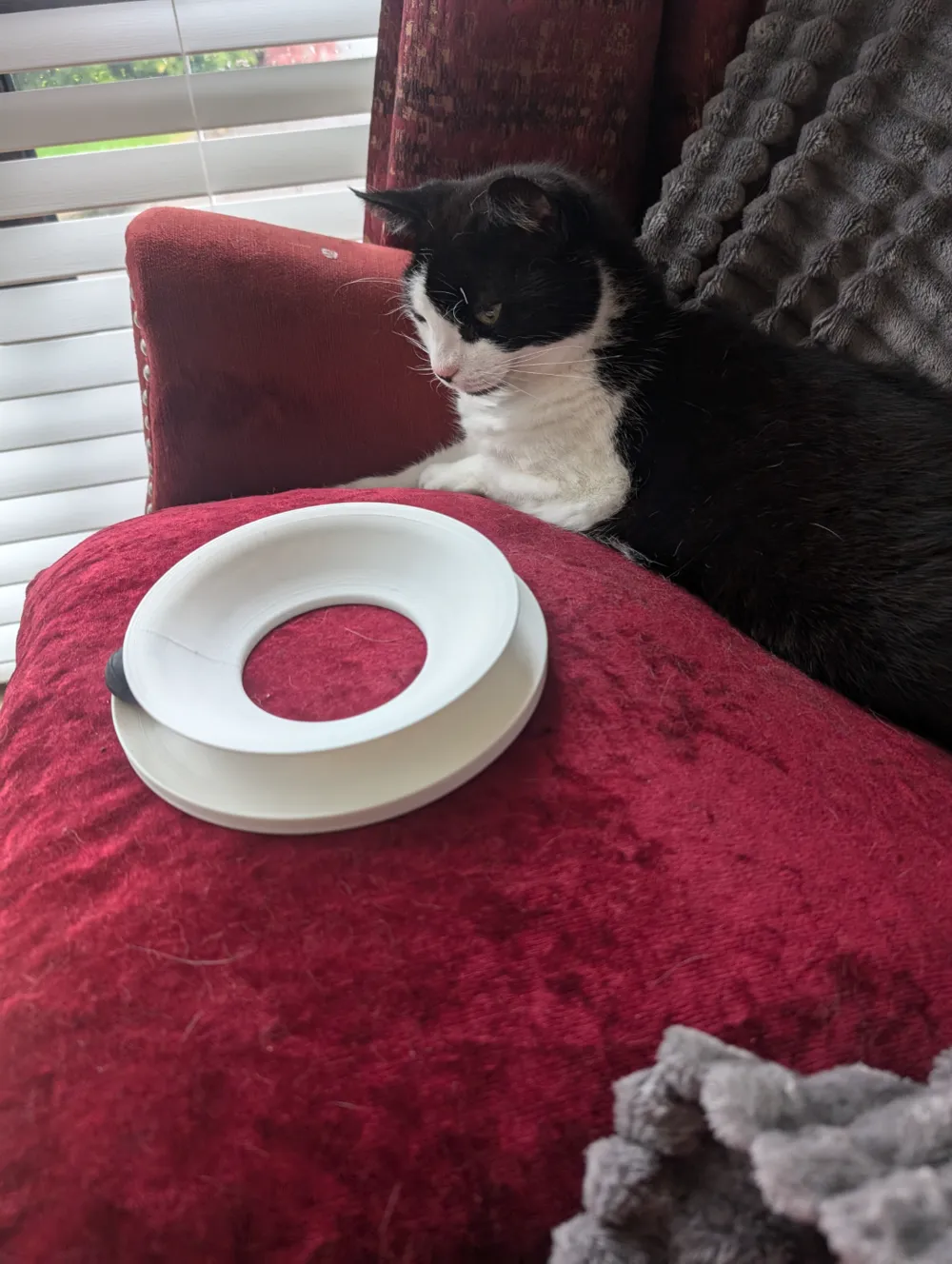 SpinChase - Cat toy, photo 3 of 4 - SpinChase - Cat toy Pets