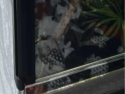 Terrarium Door Hinge Glass 4mm