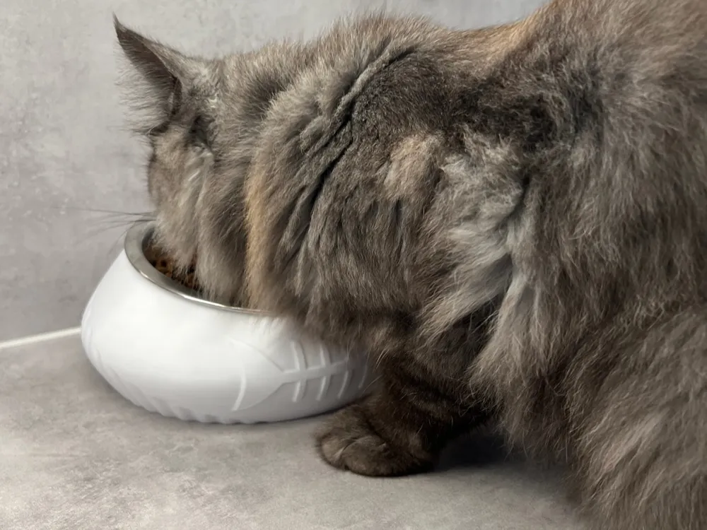 Tilted holder for cat or dog bowl - Water version, photo 4 of 4 - Cat Bowls & Feeders, feeder