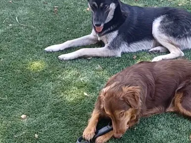TPU Dog Chew Toy Tug