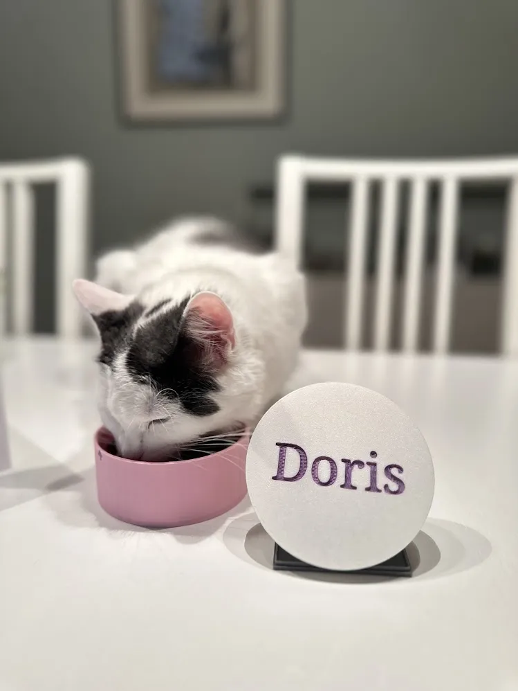 Travel Pet Bowl, photo 3 of 4 - Pet Bowls & Feeders, cat