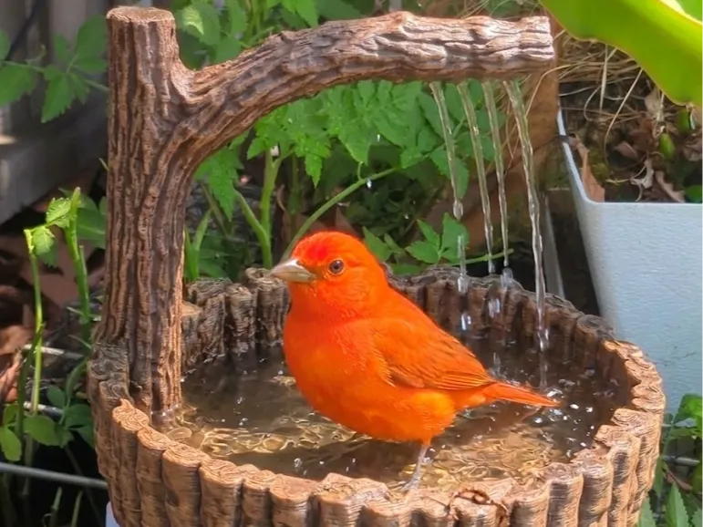 Tree Stump Branch Bird Bath Fountain, 1/2inch PVC